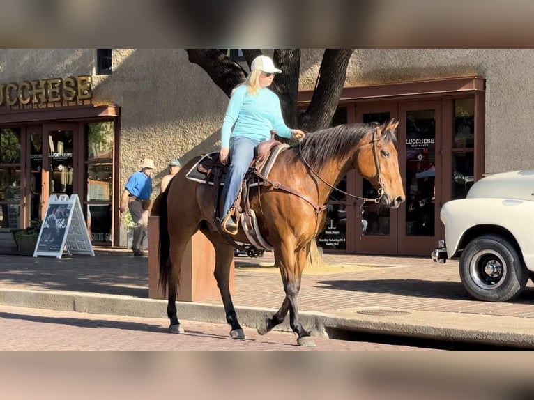 American Quarter Horse Castrone 13 Anni 163 cm Baio ciliegia in Weatheford TX