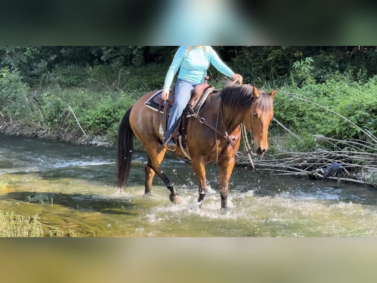 American Quarter Horse Castrone 13 Anni 163 cm Baio ciliegia in Weatheford TX