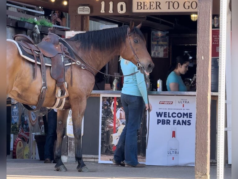 American Quarter Horse Castrone 13 Anni 163 cm Baio ciliegia in Weatheford TX