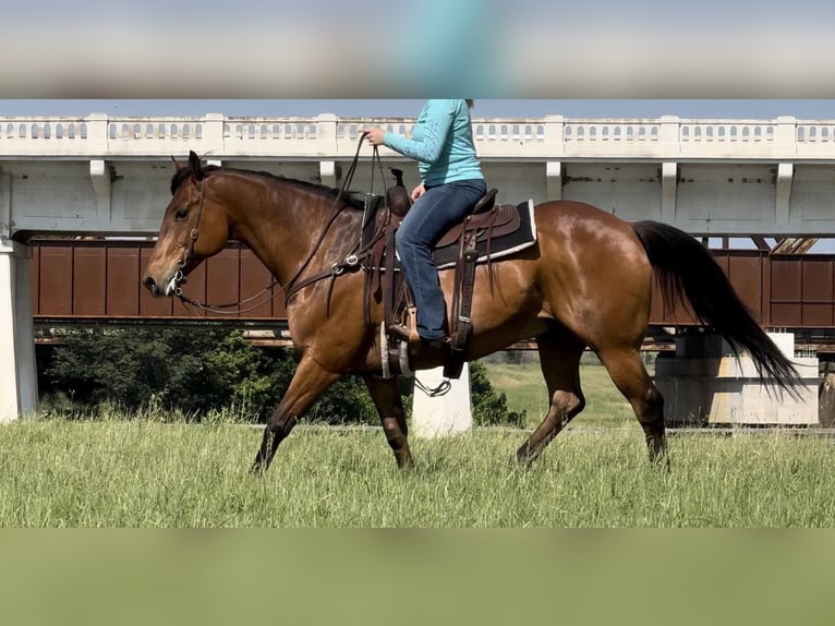 American Quarter Horse Castrone 13 Anni 163 cm Baio ciliegia in Weatheford TX