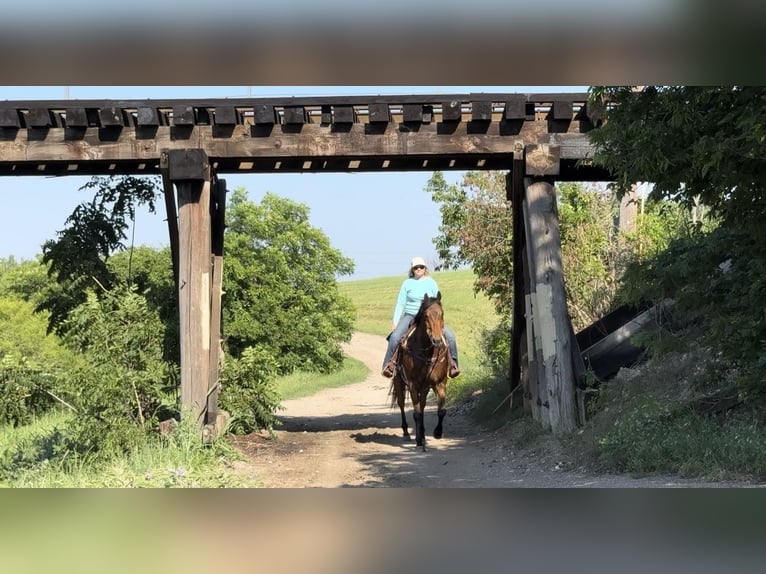 American Quarter Horse Castrone 13 Anni 163 cm Baio ciliegia in Weatheford TX