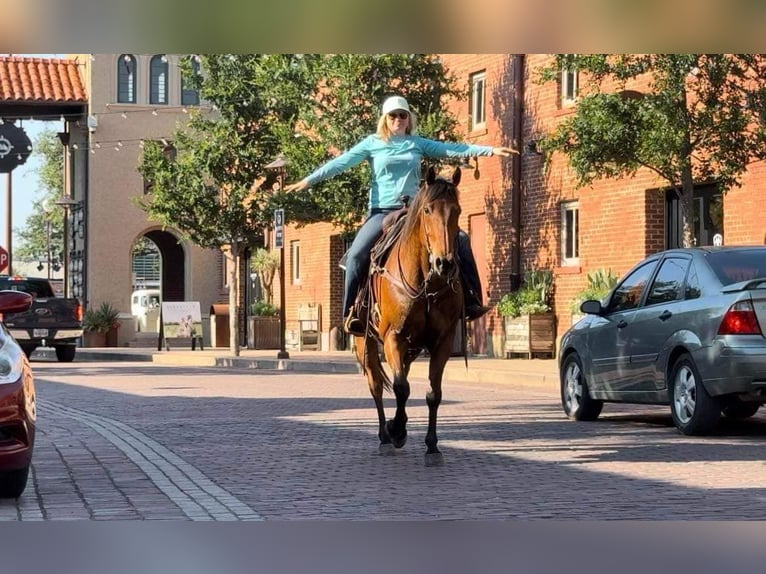 American Quarter Horse Castrone 13 Anni 163 cm Baio ciliegia in Weatherford TX