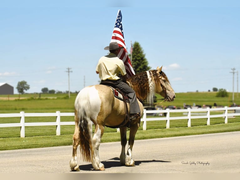 American Quarter Horse Castrone 13 Anni 163 cm Champagne in Hazelton Ia