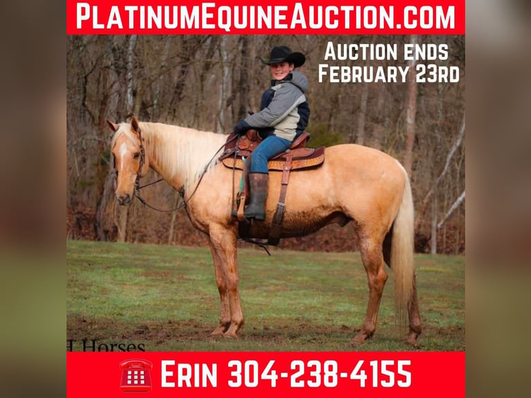 American Quarter Horse Castrone 13 Anni 163 cm Palomino in Flemingsburg KY