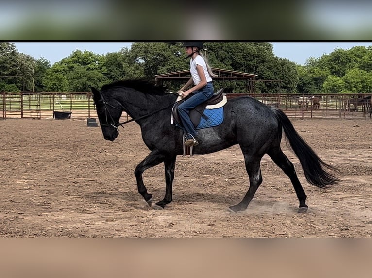 American Quarter Horse Castrone 13 Anni 163 cm Roano blu in WEATHERFORD, TX