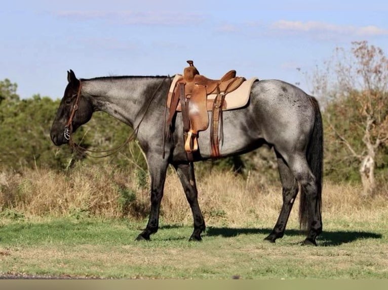 American Quarter Horse Castrone 13 Anni 163 cm Roano blu in WEATHERFORD, TX