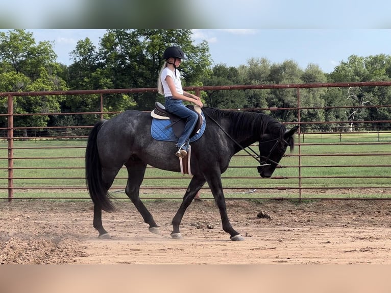 American Quarter Horse Castrone 13 Anni 163 cm Roano blu in WEATHERFORD, TX