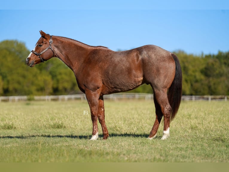 American Quarter Horse Castrone 13 Anni 163 cm Roano rosso in Terrell