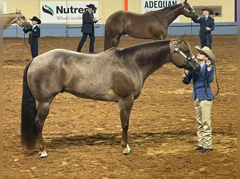 American Quarter Horse Castrone 13 Anni 163 cm Roano rosso in Terrell