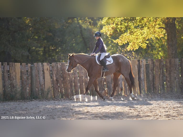 American Quarter Horse Castrone 13 Anni 163 cm Roano rosso in Terrell