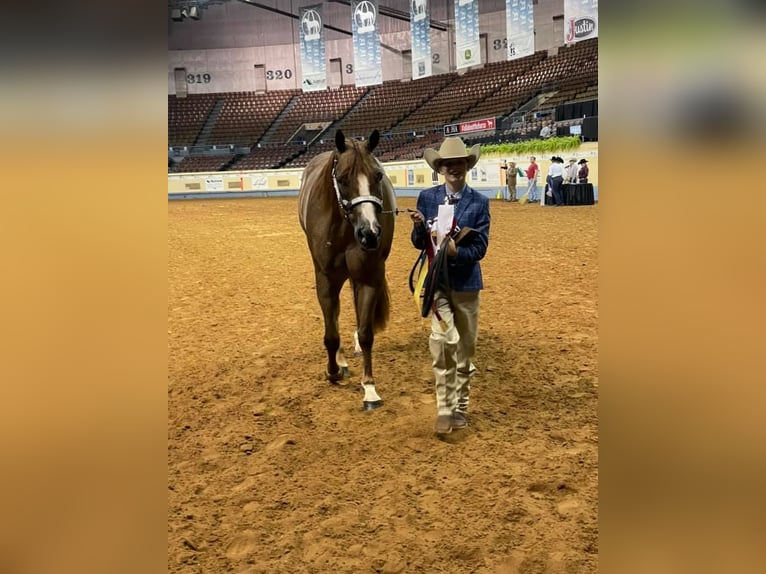 American Quarter Horse Castrone 13 Anni 163 cm Roano rosso in Terrell