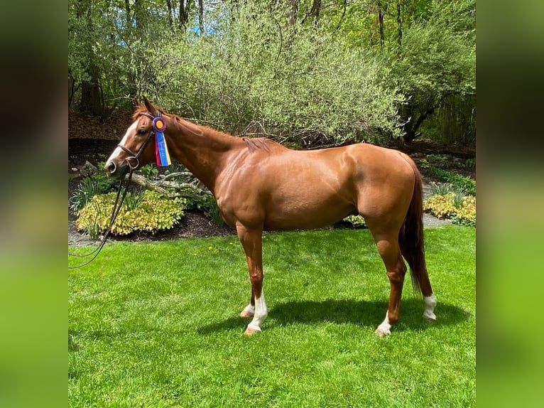American Quarter Horse Castrone 13 Anni 163 cm Sauro ciliegia in Granby, CT