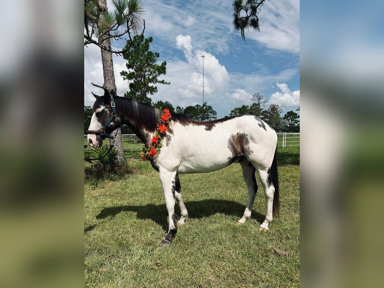 American Quarter Horse Castrone 13 Anni 165 cm Overo-tutti i colori in Christmas FL