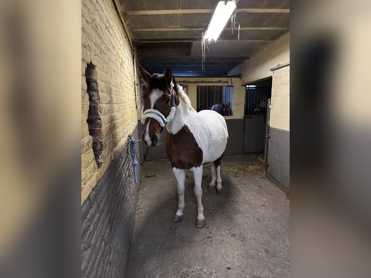 American Quarter Horse Castrone 13 Anni 165 cm Pezzato in Deux-Acren