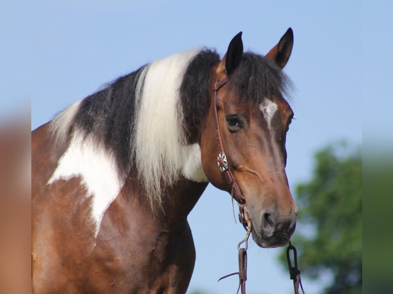 American Quarter Horse Castrone 13 Anni 165 cm Tobiano-tutti i colori in Whitley city KY