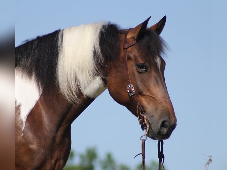 American Quarter Horse Castrone 13 Anni 165 cm Tobiano-tutti i colori in Mount Vernon KY
