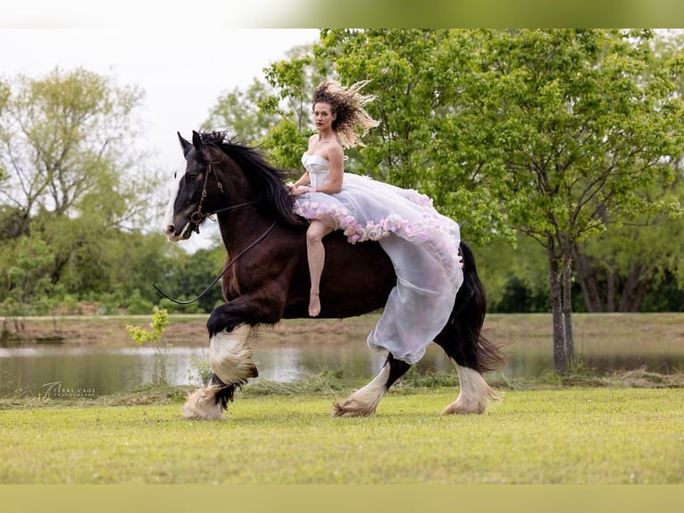 American Quarter Horse Castrone 13 Anni 168 cm Morello in canton TX