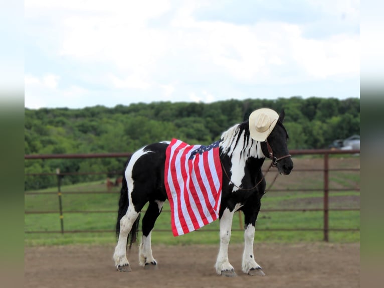 American Quarter Horse Castrone 13 Anni 170 cm Tobiano-tutti i colori in Princeton, MO