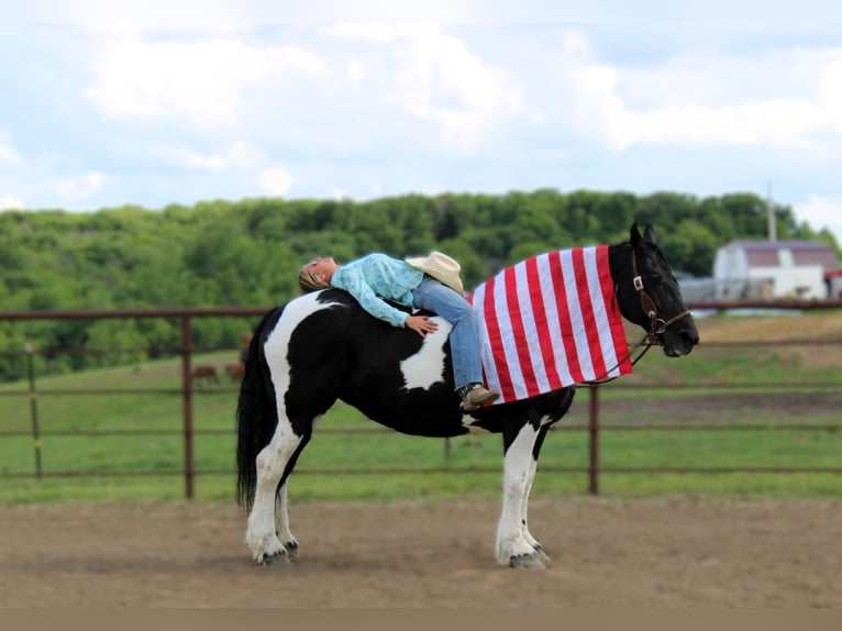 American Quarter Horse Castrone 13 Anni 170 cm Tobiano-tutti i colori in Princeton, MO