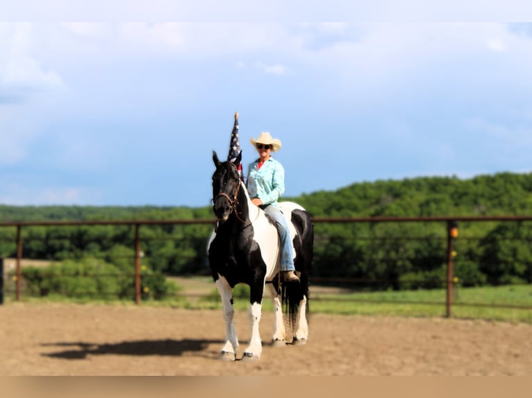 American Quarter Horse Castrone 13 Anni 170 cm Tobiano-tutti i colori in Princeton, MO