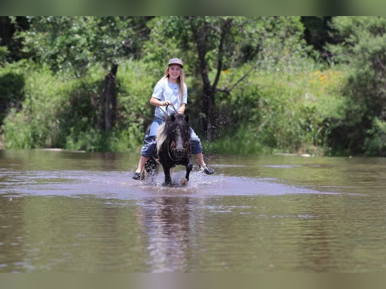 American Quarter Horse Castrone 13 Anni 91 cm Tobiano-tutti i colori in Morgan Mill TX