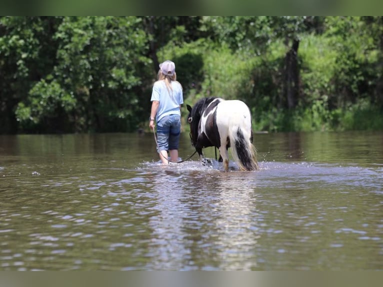 American Quarter Horse Castrone 13 Anni 91 cm Tobiano-tutti i colori in Morgan Mill TX