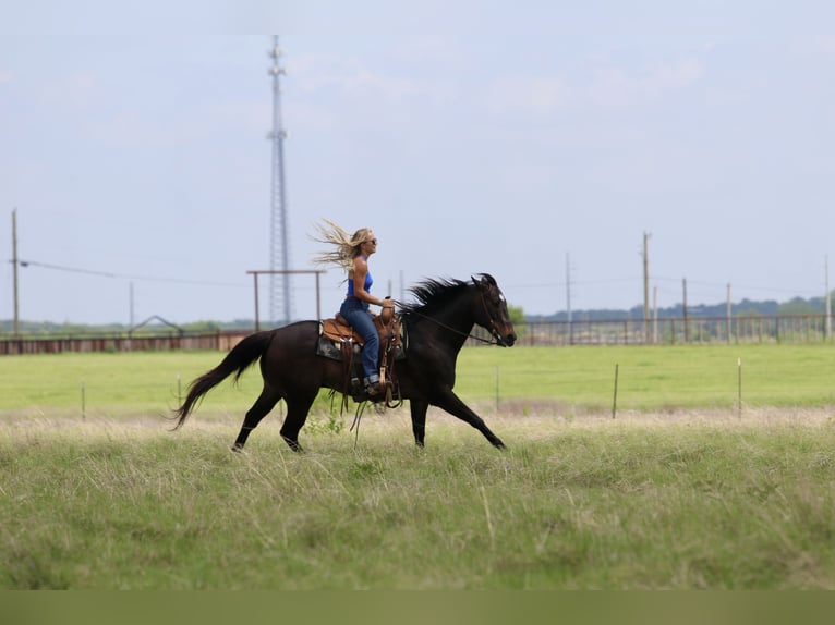 American Quarter Horse Castrone 13 Anni Baio ciliegia in Mineral Wells