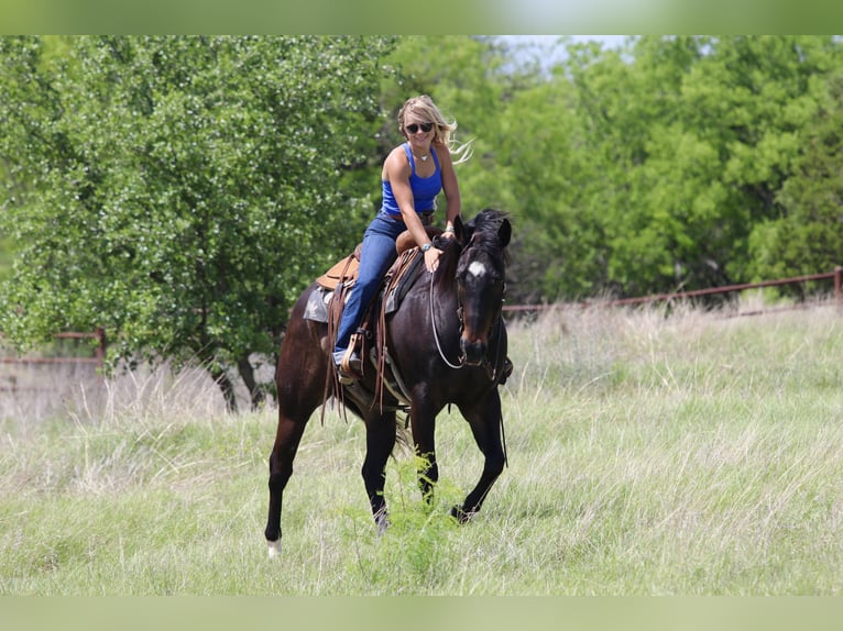 American Quarter Horse Castrone 13 Anni Baio ciliegia in Mineral Wells