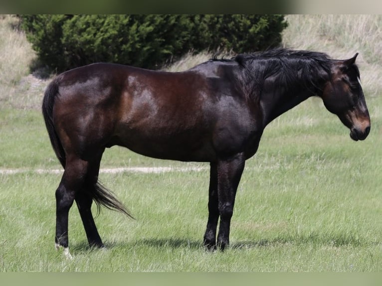 American Quarter Horse Castrone 13 Anni Baio ciliegia in Mineral Wells