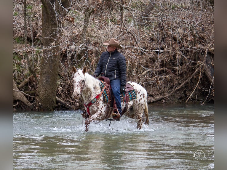 American Quarter Horse Castrone 13 Anni Baio in Mountain Grove MO