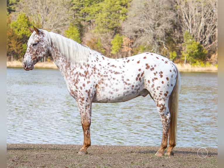 American Quarter Horse Castrone 13 Anni Baio in Mountain Grove MO