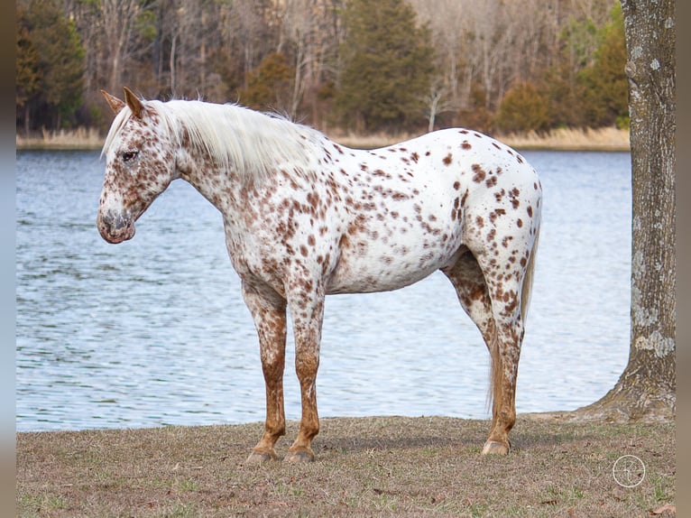 American Quarter Horse Castrone 13 Anni Baio in Mountain Grove MO