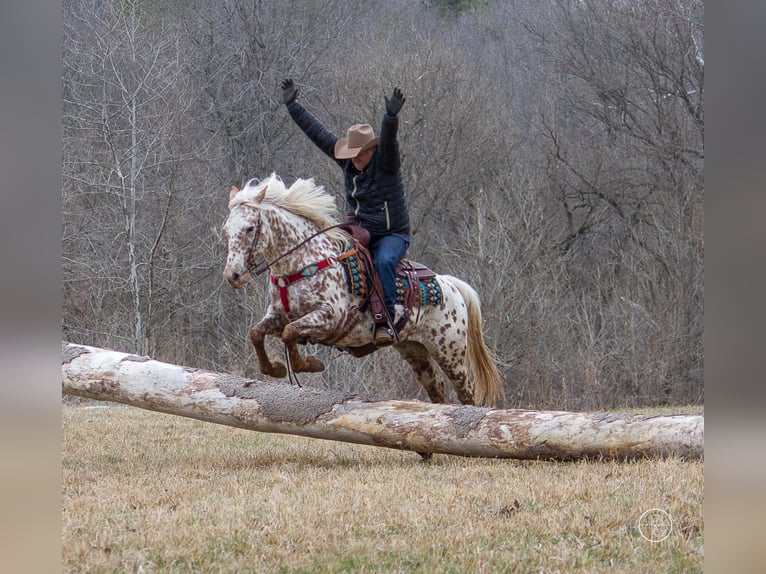 American Quarter Horse Castrone 13 Anni Baio in Mountain Grove MO