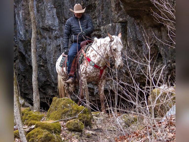 American Quarter Horse Castrone 13 Anni Baio in Mountain Grove MO