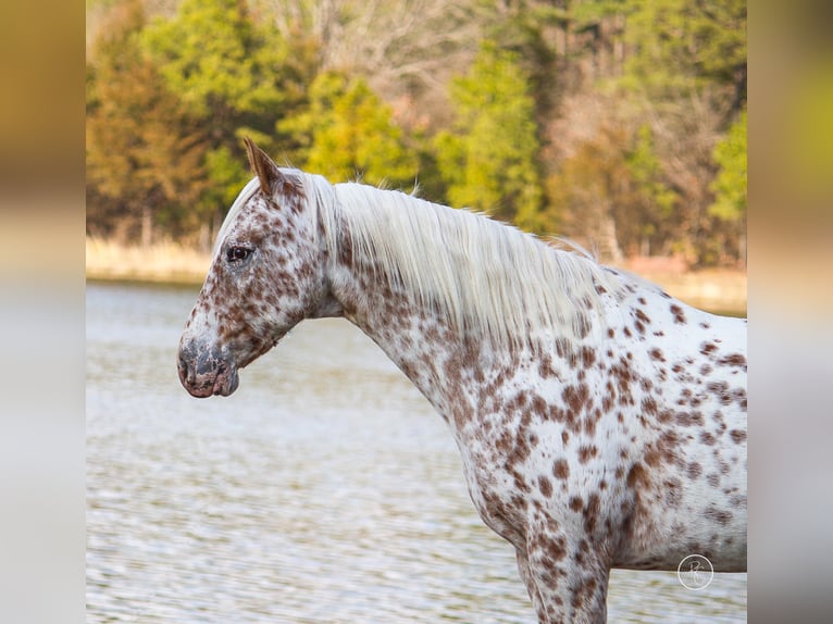 American Quarter Horse Castrone 13 Anni Baio in Mountain Grove MO