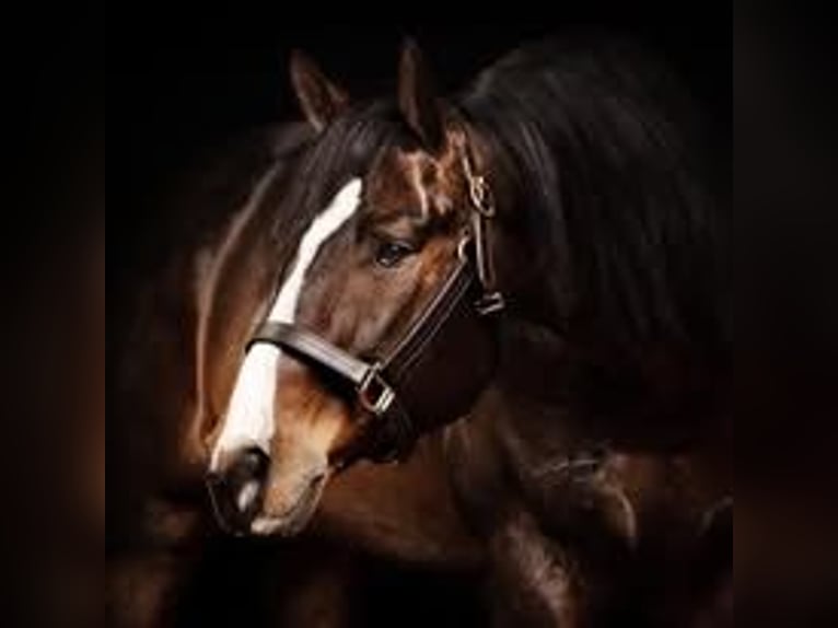 American Quarter Horse Castrone 13 Anni Baio roano in Ahorn