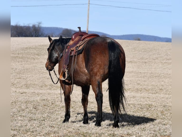 American Quarter Horse Castrone 13 Anni Baio roano in Rebersburg, PA