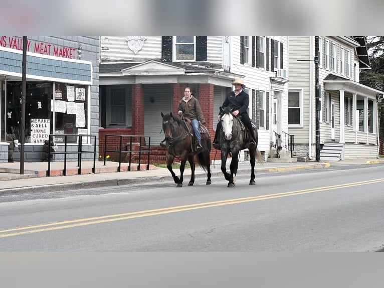 American Quarter Horse Castrone 13 Anni Baio roano in Rebersburg, PA