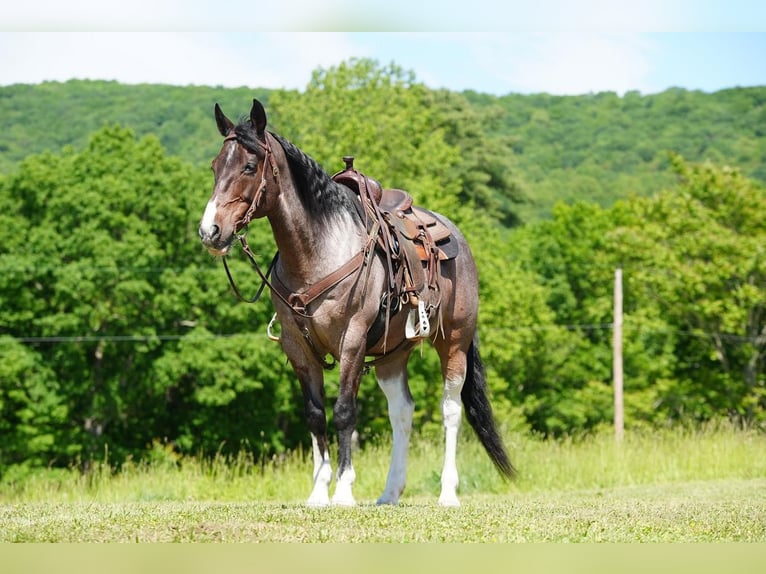 American Quarter Horse Castrone 13 Anni Baio roano in Needmore, PA