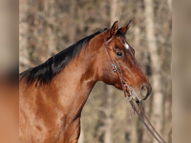 American Quarter Horse Castrone 13 Anni Falbo in Somerset