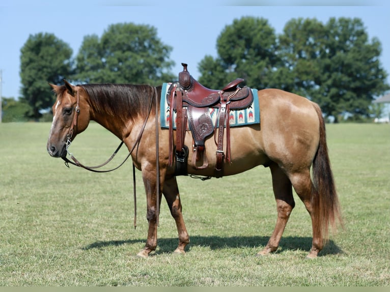 American Quarter Horse Castrone 13 Anni Falbo in Mount Vernon