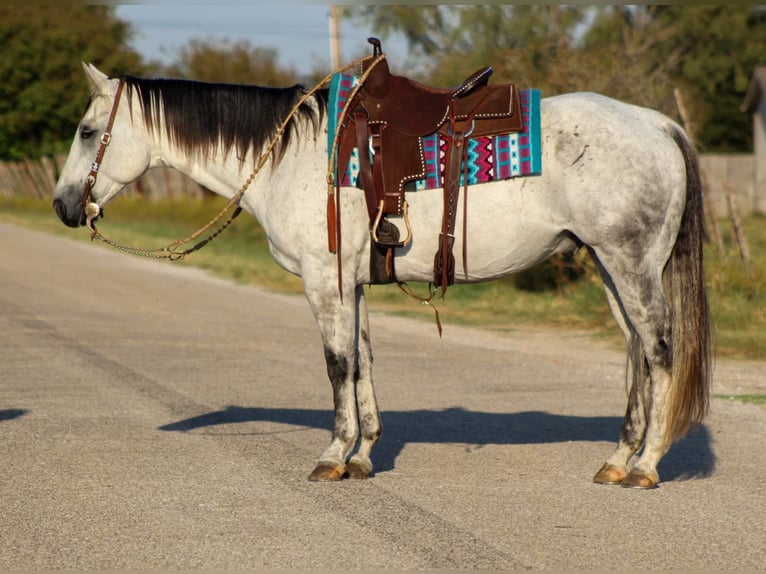 American Quarter Horse Castrone 13 Anni Grigio in Stephenville TX