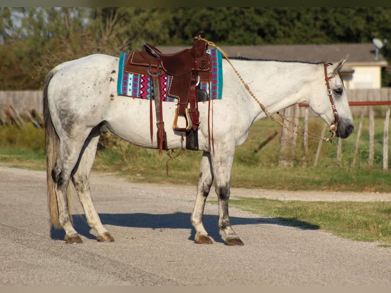 American Quarter Horse Castrone 13 Anni Grigio in Stephenville TX