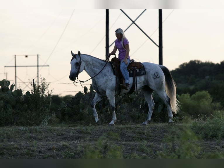 American Quarter Horse Castrone 13 Anni Grigio in Mineral Wells