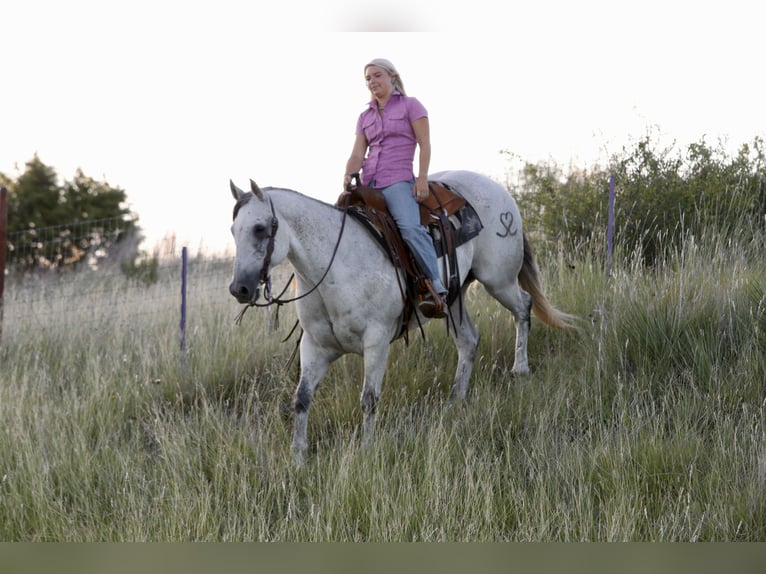 American Quarter Horse Castrone 13 Anni Grigio in Mineral Wells