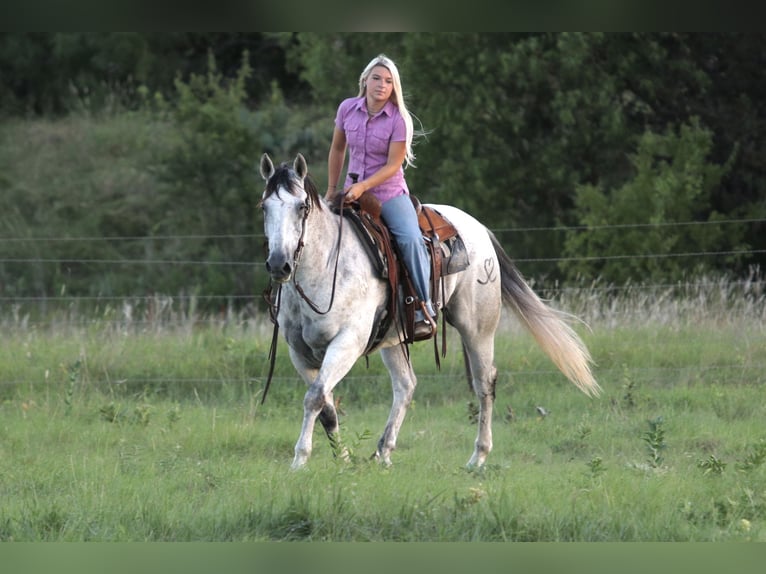 American Quarter Horse Castrone 13 Anni Grigio in Mineral Wells