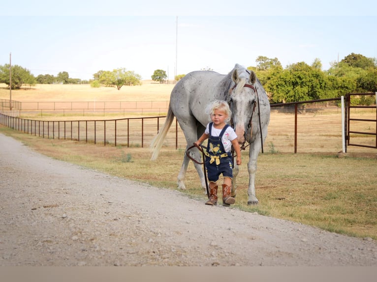 American Quarter Horse Castrone 13 Anni Grigio in cleburne TX