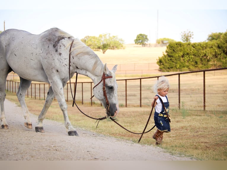 American Quarter Horse Castrone 13 Anni Grigio in cleburne TX