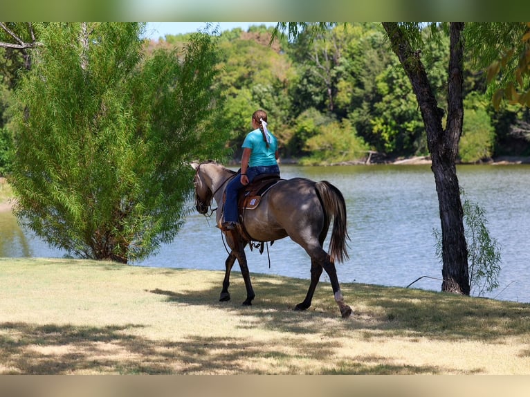 American Quarter Horse Castrone 13 Anni Grullo in Terrell