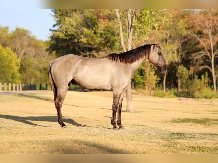 American Quarter Horse Castrone 13 Anni Grullo in Terrell